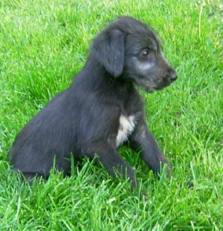 Black Irish Wolfhound puppy images.PNG
