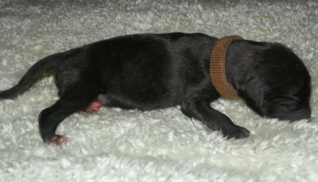 Black newborn Irish Wolfhound puppy picture.PNG

