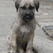 Irish Wolfhound puppy pictures.PNG
