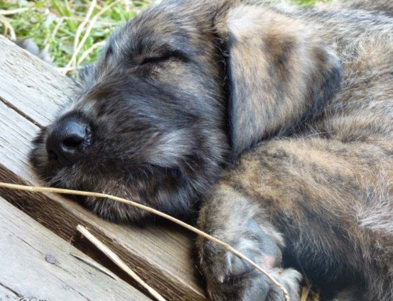 Sleeping Irish Wolfhound puppy photo.PNG
