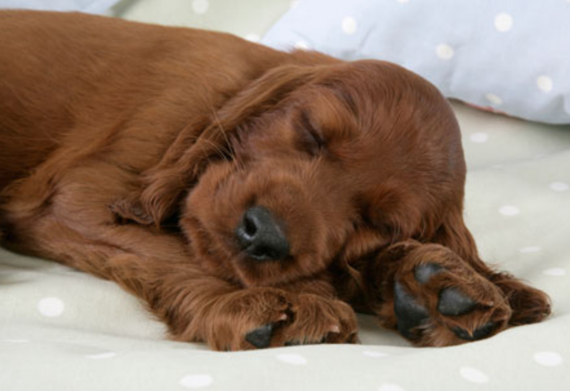 Irish Setter Puppy sleeping on the bed.PNG
