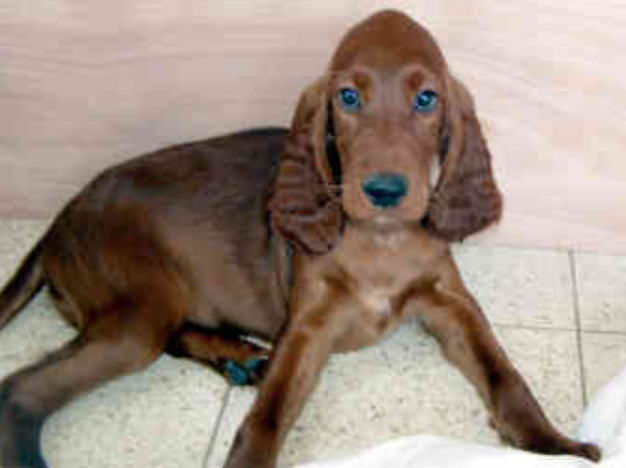 Mixed Irish Setter Pup picture.PNG
