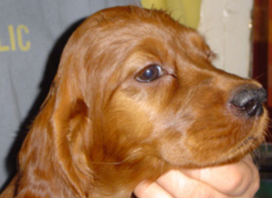 Puppy face picture of Irish Setter Pup.PNG
