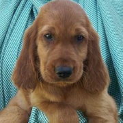 Tan Irish Setter Puppy with long ears.PNG
