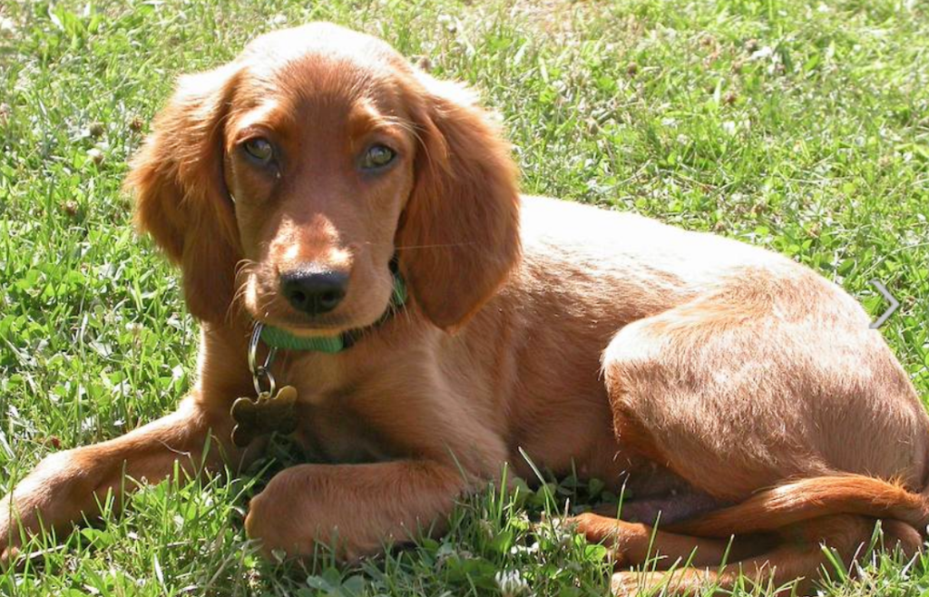 Tan mixed Irish Setter Puppy on the grass.PNG
