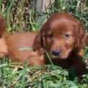 Three young Irish setter puppies lying on the grass.PNG
