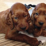 Two Irish Setter Puppies image.PNG
