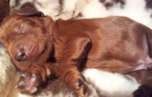 Very young Irish setter puppy in its deep sleep.PNG
