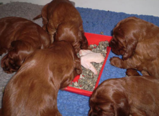 Young Irish Setter Puppies eating.PNG
