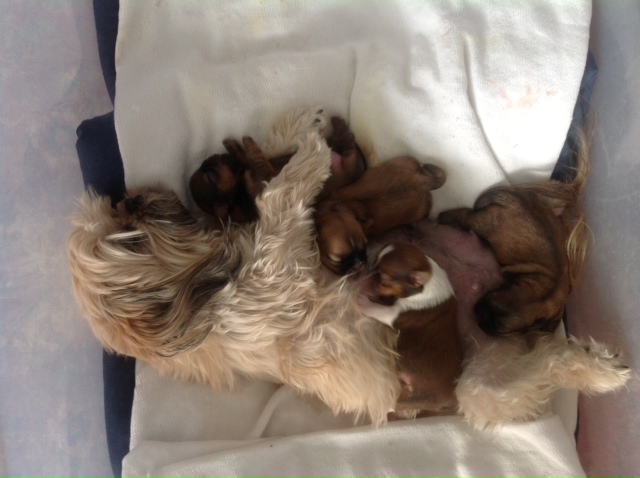 Cute picture of Shih Tzu mama dog taking care of puppies.JPG
