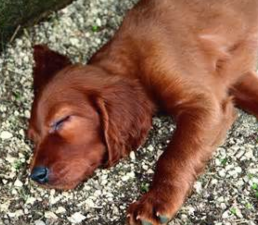 Sleeping puppy pictures of Irish setter dog.PNG
