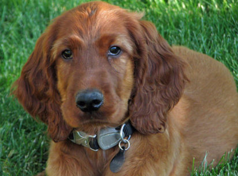 Image of Irish Setter pup lieing on the grass chilling out with the most calmly face.PNG
