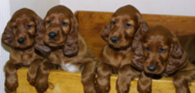 Four Irish Setter Puppies picture.PNG

