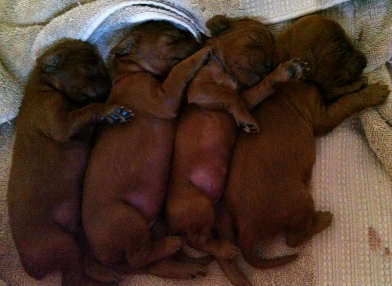 Irish setter newborn puppies in their deep sleep.PNG
