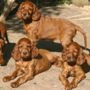 Irish setter puppies playing outside in the sun.PNG
