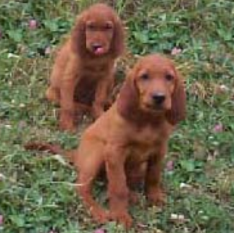 Two young Irish setter puppies standing on the grass.PNG
