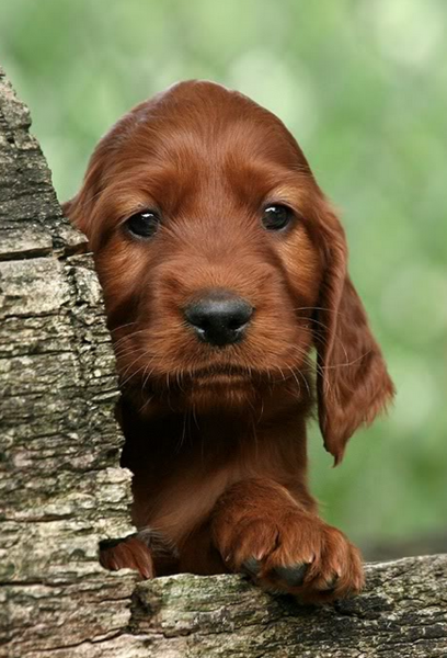 Cute puppy face picture_Irish Setter Puppy image.PNG
