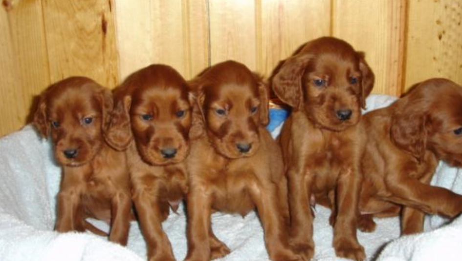 Irish Setter Puppies Pictures_tan dogs picture.PNG
