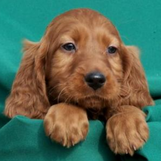 Irish Setter Puppy with long ears.PNG
