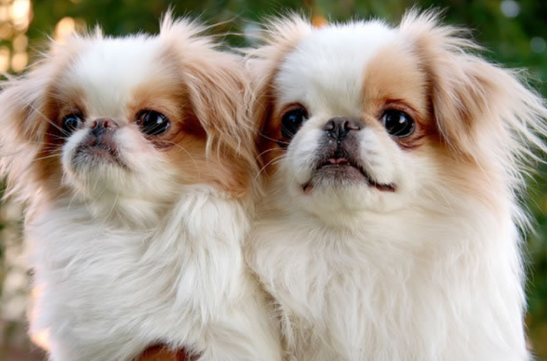 Beautiful Japanese dogs picture of two tan white Japanese Chin pups.PNG
