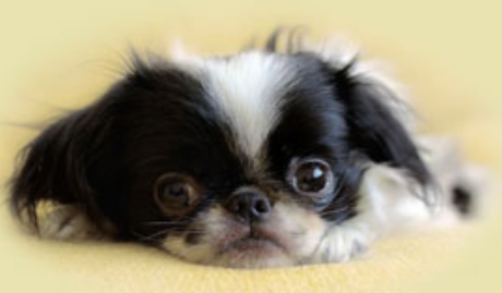 Adorable puppy images_Japanese Chin dog in white black.PNG

