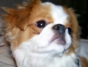 Japanese Chin close up face picture.PNG
