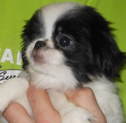 Small dogs picture of a Japanese Chin pup.PNG
