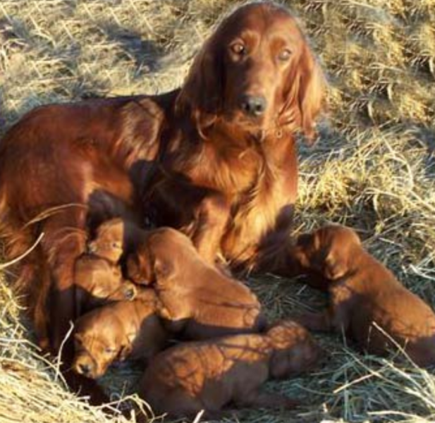 Irish Setter dog with her puppies.PNG

