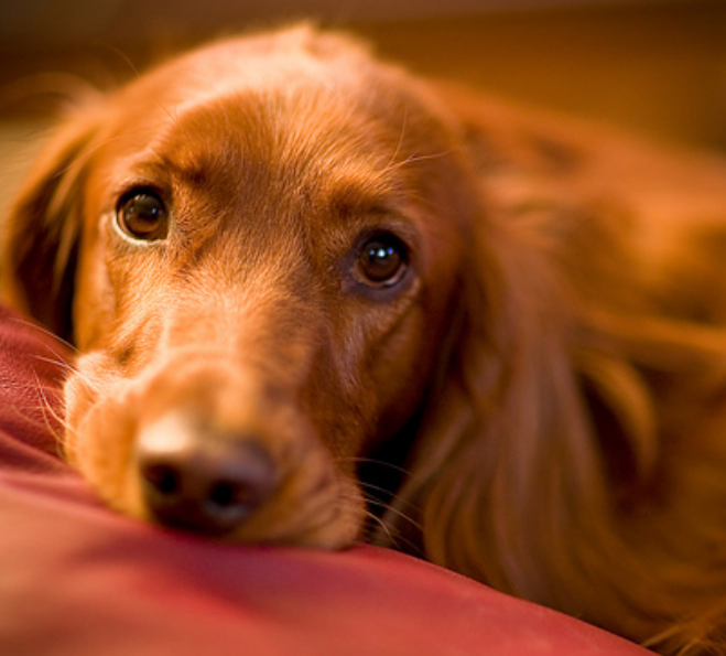 Close up face of a Irish Setter puppy.PNG
