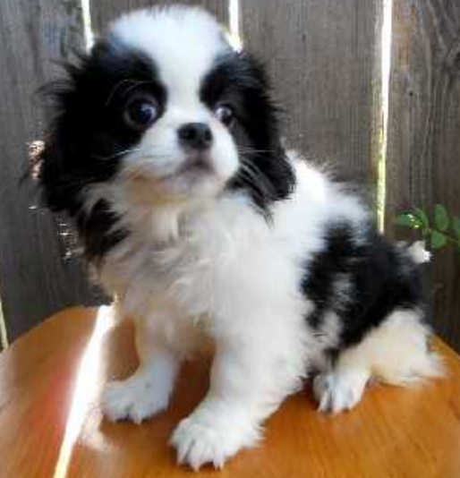 Furry white black Japanese Chin dog picture.PNG
