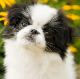 Japanese Chin puppy with three tones.PNG
