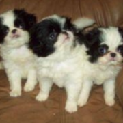 Japanese Chin puppies pictures - Copy.PNG
