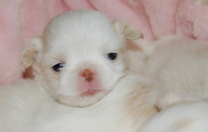 Young Japanese Chin puppy photo.PNG
