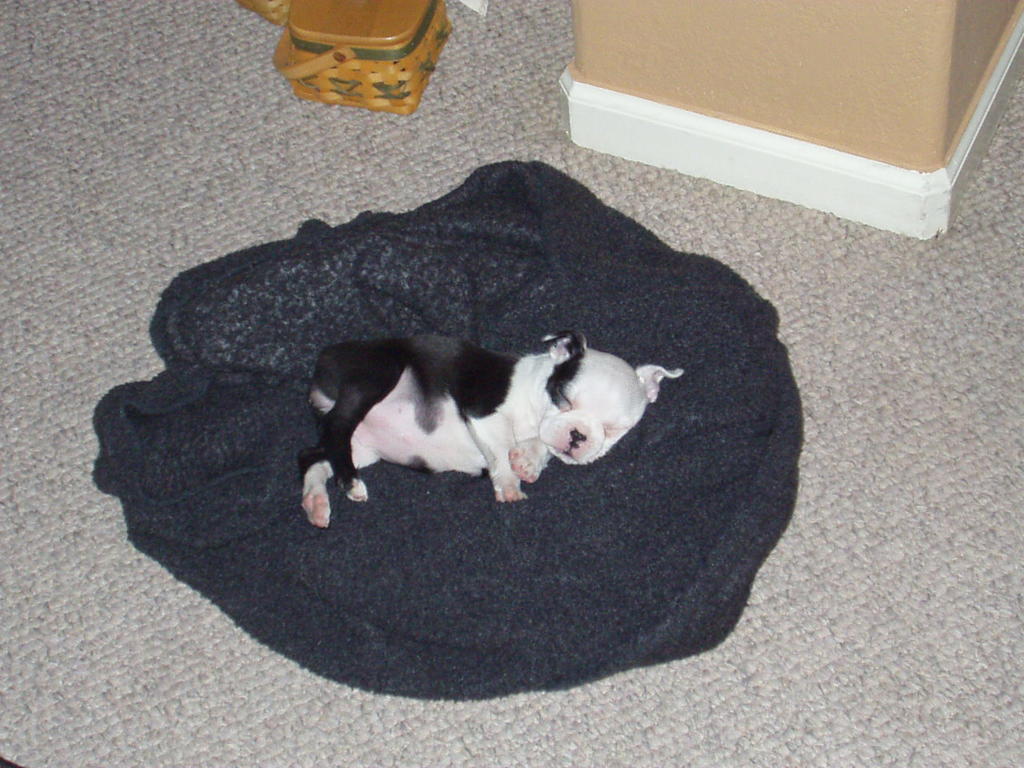 Sushi Napping - 1st Puppy picture
