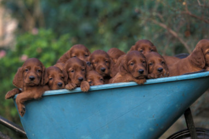 Irish Setter Puppies images on a wagon.PNG

