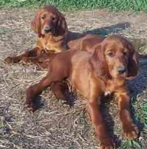 Irish Setter dogs picture chilling out.PNG
