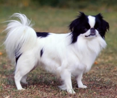 Picture of Japanese Chin Puppy in mostly white with black area on the face and lower back.PNG
