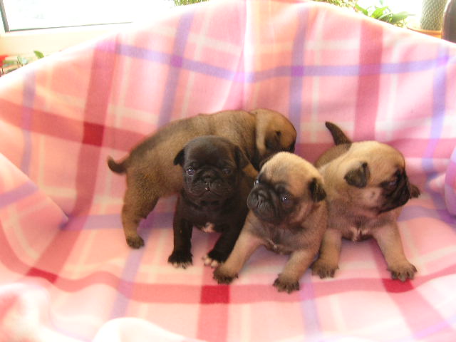 pug puppies in group
