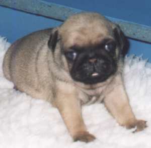 pug puppy_young
