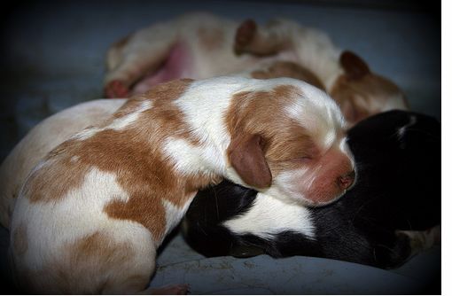 sleepy Cocker Spaniel puppies
