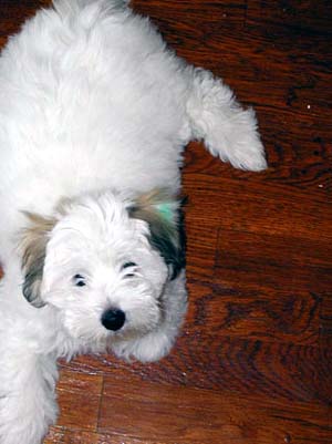 Coton puppy with lite brown ears.jpg
