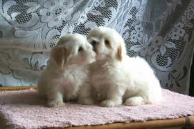 coton_puppies kissing.jpg
