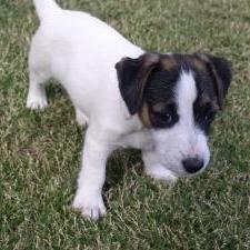 Pics of Jack Russell Terrier Puppies
