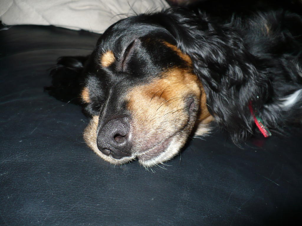 Penny's big sleeping face
