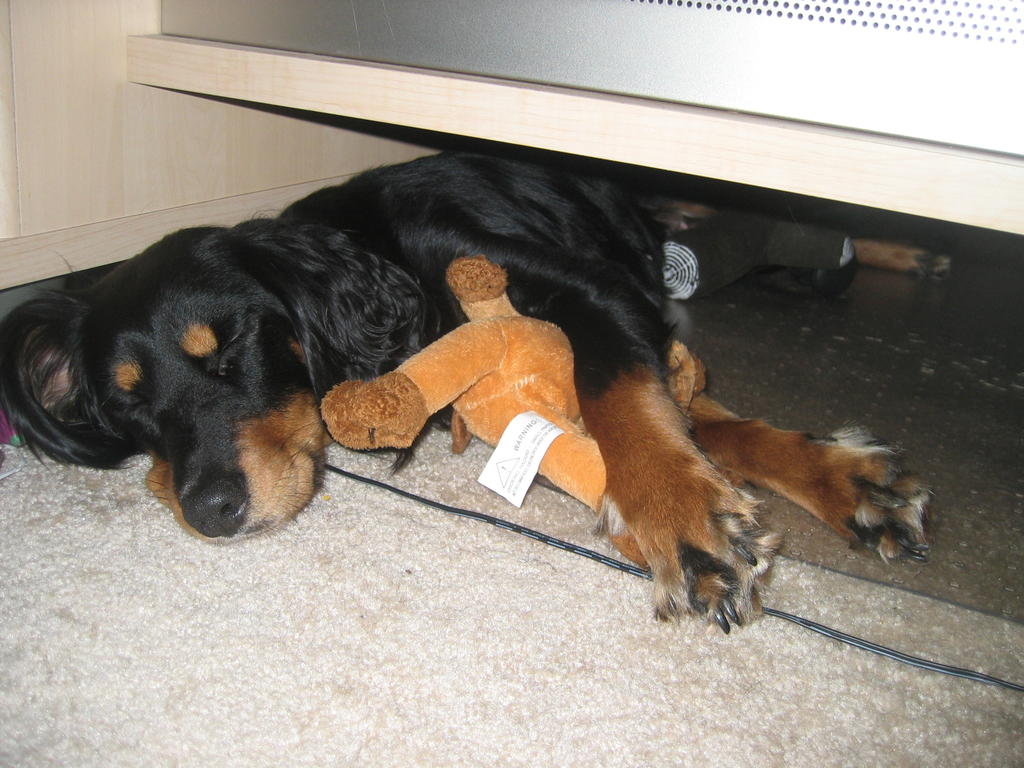 Penny sleeping under office desk
