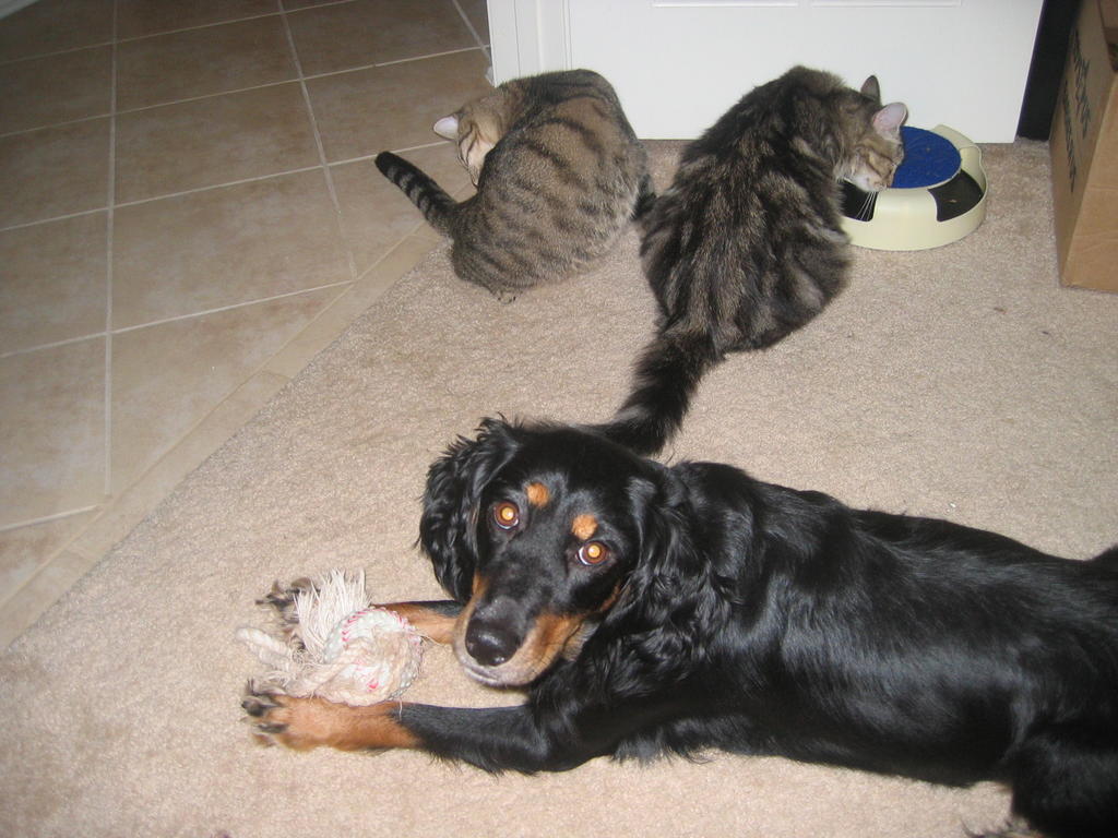 Penny playing with her toy, and with our two kittens in the background
