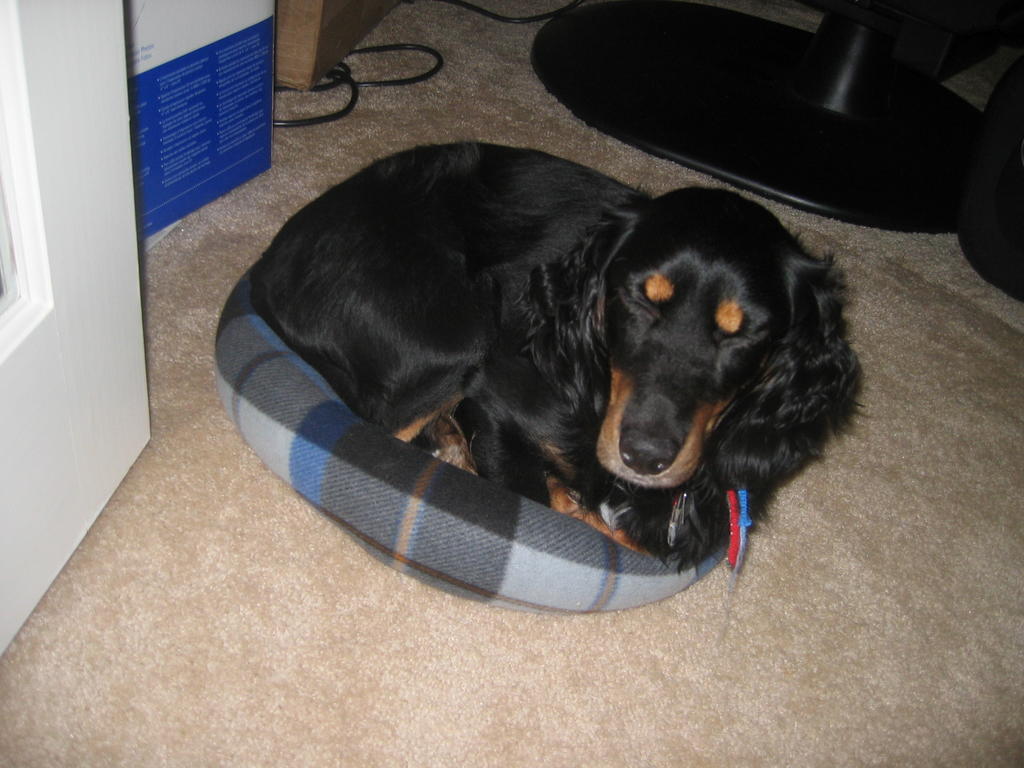 Penny sleeping in cat bed
