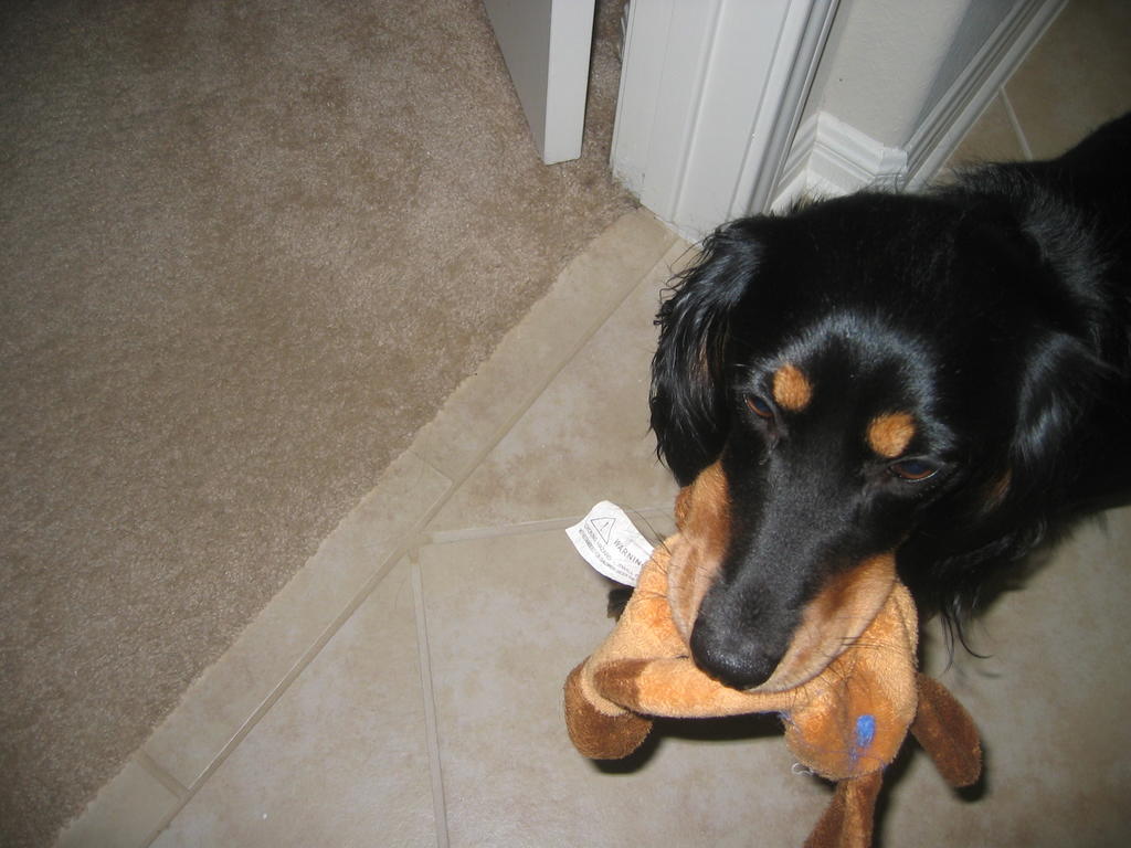 Penny holding her toy
