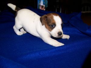 Jack Russell Terrier puppy playing.jpg

