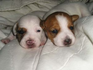 two cute Jack Russell Terrier puppies.jpg
